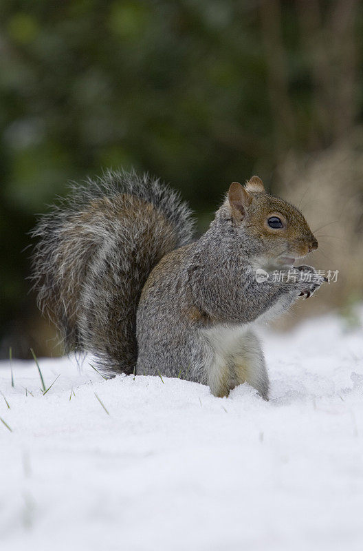 灰松鼠(Sciurus carolinensis)